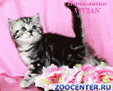 ���������� ������ �� ��������� VIVIAN