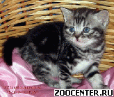 ���������� ��������� ������ �� ��������� VIVIAN