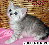 ���������� ������ ������ �� ��������� VIVIAN