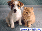 Grooming of dogs and cats. The check-out