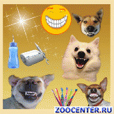 Teeth cleaning in dogs ultrasound without pain