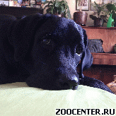 �������� �������� �������1 ���, � ���