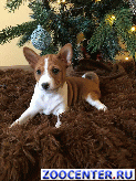 ����� �������� �����