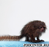 ���������� ��������� Cebuella pygmaea
