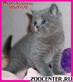 ���������� ������� ������ �� ��������� VIVIAN