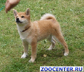 ����� ����-��� (Shiba, ����, ����)
