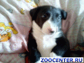 � ������ ����