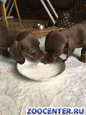 ����� �������������� ��������/�����������