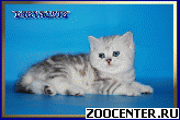 ���������� ������ ����������� ����� ������ �� ��������� Daryacats
