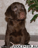 ��������� - ������� ����� ���� �������