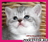 ���������� ������ ������ �� ��������� VIVIAN