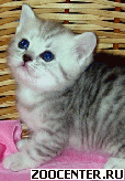 ���������� ������� ������ ������ �� ��������� VIVIAN