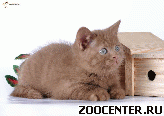 ���������� ���������