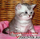���������� ������ ������ �� ��������� VIVIAN