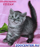 ���������� ������ ������ �� ��������� VIVIAN