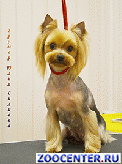 Grooming (cutting, trimming) dogs and cats of all breeds in Pushkino