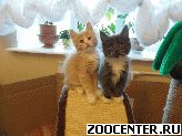 ������� ������� �����