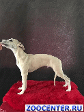 ������ (Whippet) ��� ������ �����