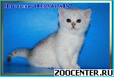 ���������� ������ ����������� ������� �� ��������� Daryacats