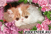 SILVER SPELL EXOTIC BLUES (CFA, FIFe, WCF) - ��������� ������ � �������