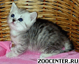���������� ������� ������ �� ��������� VIVIAN