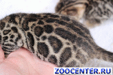
Bengal kittens