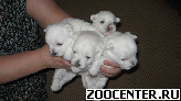 ��������� ����� �����