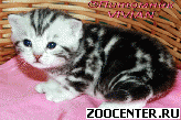 ���������� ������ �� ��������� VIVIAN