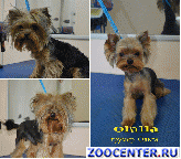 Haircut dogs and cats, trimming. Leave the house, and
