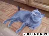 ��� ��� ���� ���������� �������� �����