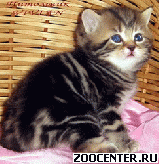 ���������� ��������� ������ �� ��������� VIVIAN