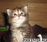 �������� HUNTERCOON*RU ���������� ����� ������ ���� ���