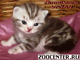 ���������� ��������� ������ �� ��������� VIVIAN