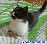 ������ ��������