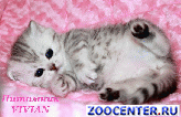 ���������� ������ ������ �� ��������� VIVIAN