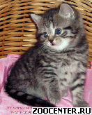 ���������� �������� ������ �� ��������� VIVIAN