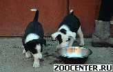 ��������� ������������ ������� � ���