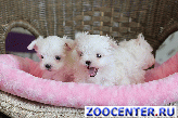 ����� ����������� ������� (Maltese)