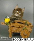 ����-��� ������ �� ���������