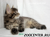 ������ ���� ���. �������� ����� ������ ���� ��� AzaliaCoon ������
