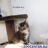 ������ ������ ���� ���