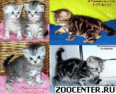���������� ��������� ������ �� ��������� VIVIAN