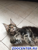 ����-��� ���������� ������ � ���������������� ���