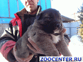 Puppies of Caucasian shepherd dog looking for a house