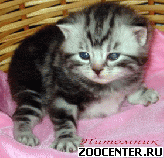 ���������� ��������� ������ �� ��������� VIVIAN