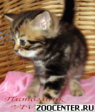 ���������� ��������� ������ �� ��������� VIVIAN