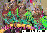 ������� ������� - ������