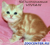 ���������� ������ ������� ������ �� ��������� VIVIAN