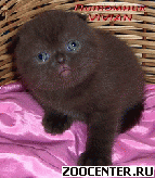 ����������� ��������� ������ �� ��������� VIVIAN