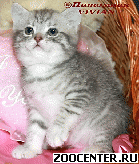 ���������� ������ ������ �� ��������� VIVIAN